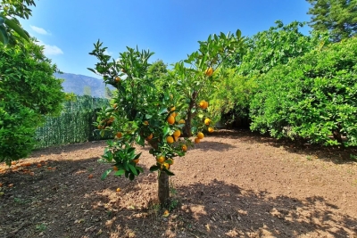 TOWNHOUSE SOLLER ,Soller