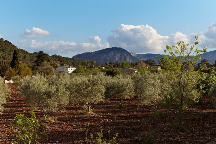 Villa Cala San Vicente